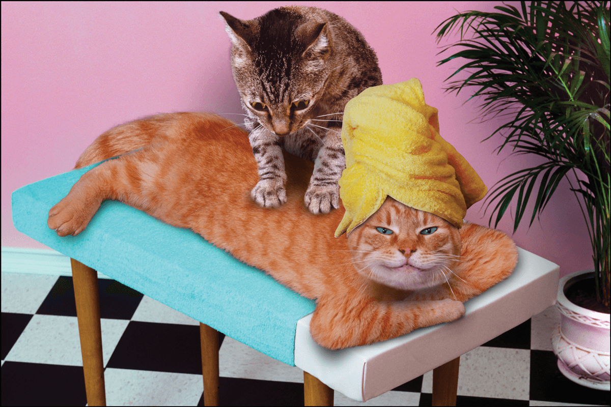 Кошка делает массаж. Массажик котики. Кот массажирует. Кошечка на массаже.